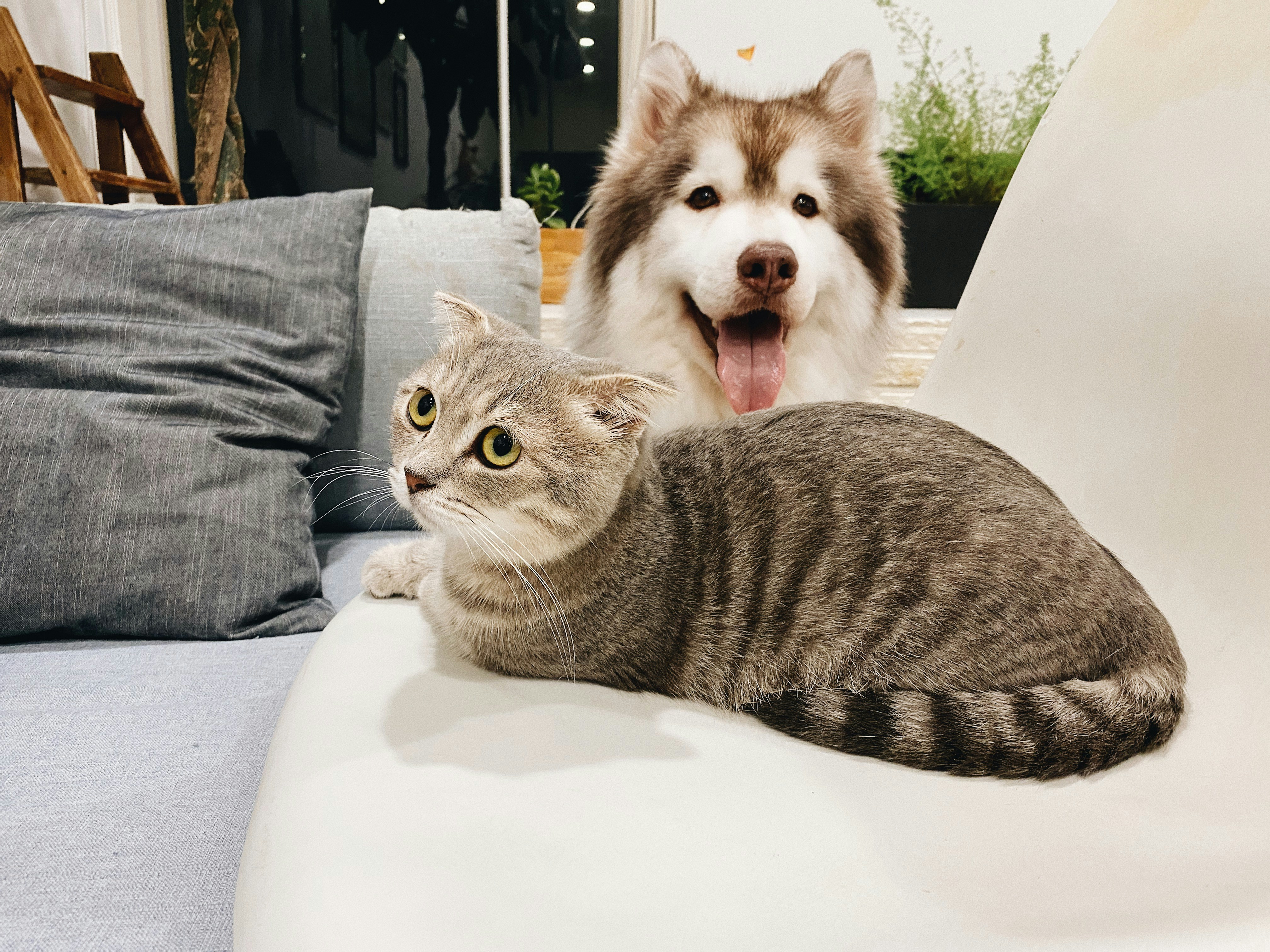 Cachorro e gato felizes - Foto de  Tran Mau Tri Tam ✪ na Unsplash 